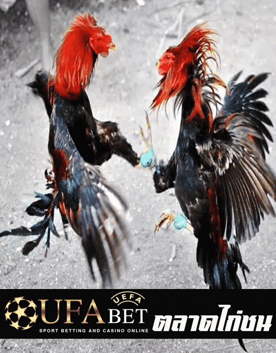 ตลาดไก่ชน